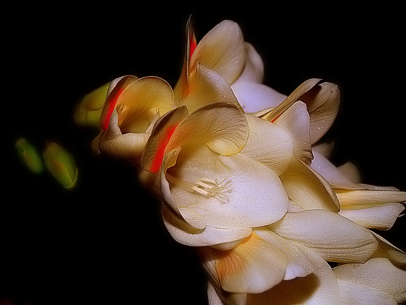 photo "Tenderness and...Affection..." tags: nature, flowers