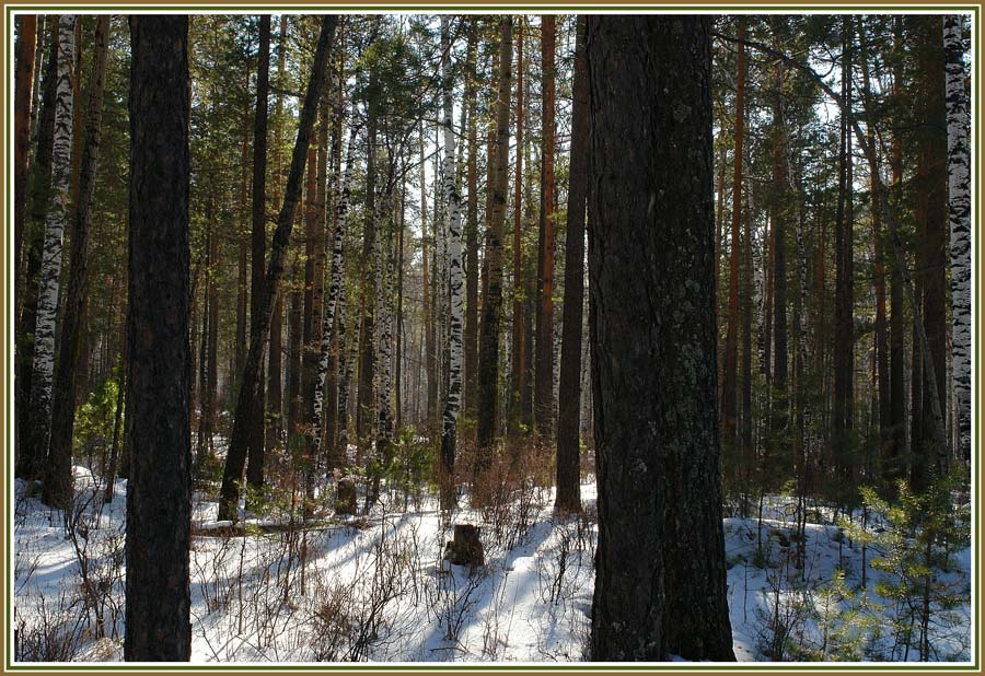 photo "***" tags: landscape, forest