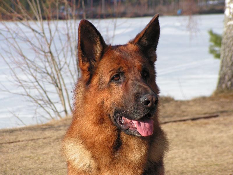 photo "Handsome guy" tags: portrait, nature, pets/farm animals