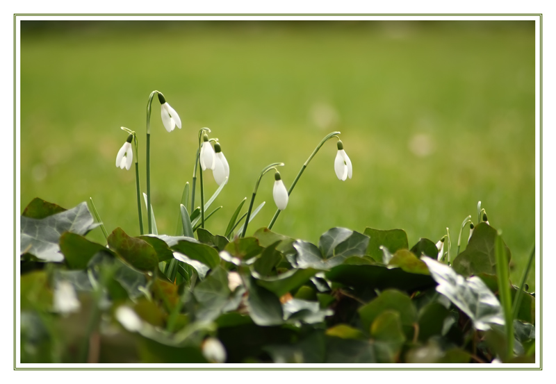 photo "***" tags: nature, flowers