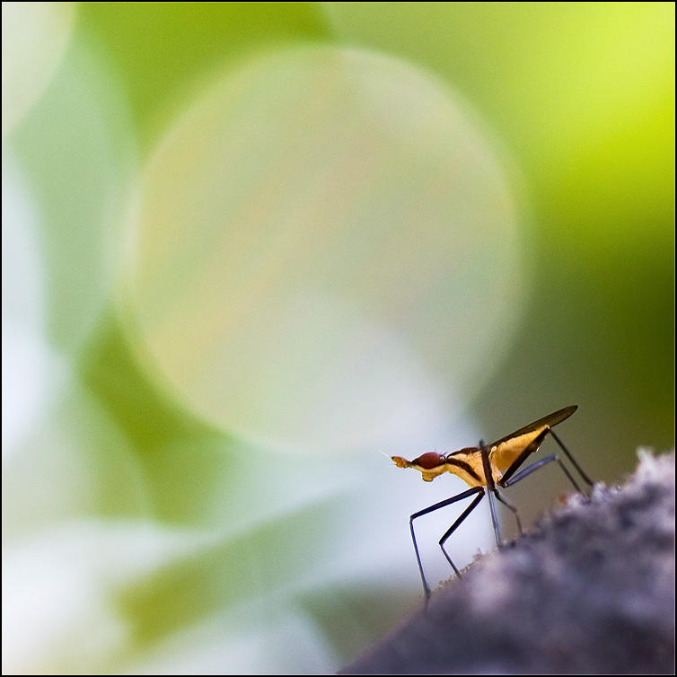 photo "***" tags: nature, macro and close-up, insect