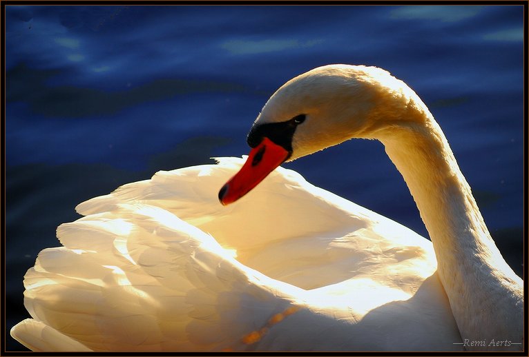 фото "white swan" метки: природа, макро и крупный план, домашние животные