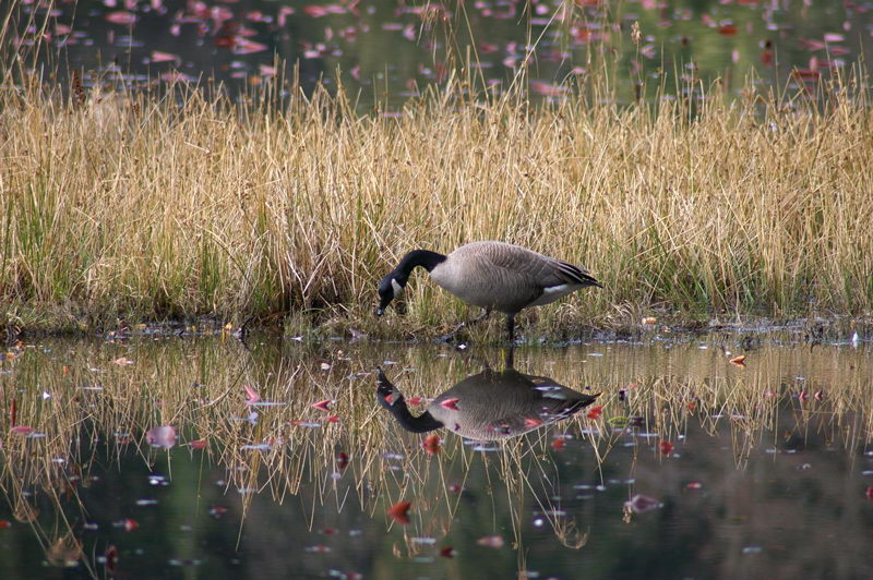 photo "Mirror goose" tags: nature, travel, North America, wild animals