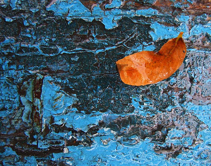 photo "***" tags: macro and close-up, fragment, 