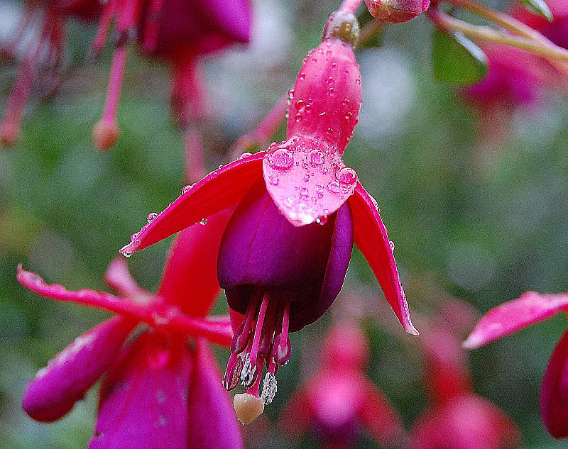 photo "***" tags: nature, flowers