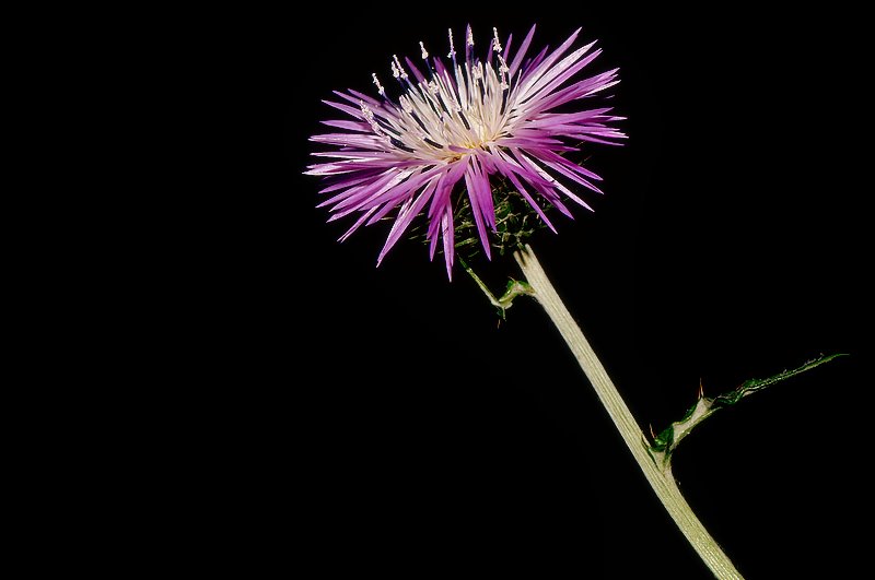 photo "The Thistle Flower..." tags: nature, flowers