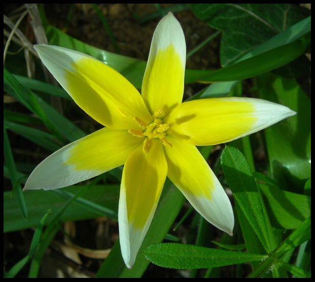 photo "ran out of yellow" tags: nature, macro and close-up, flowers