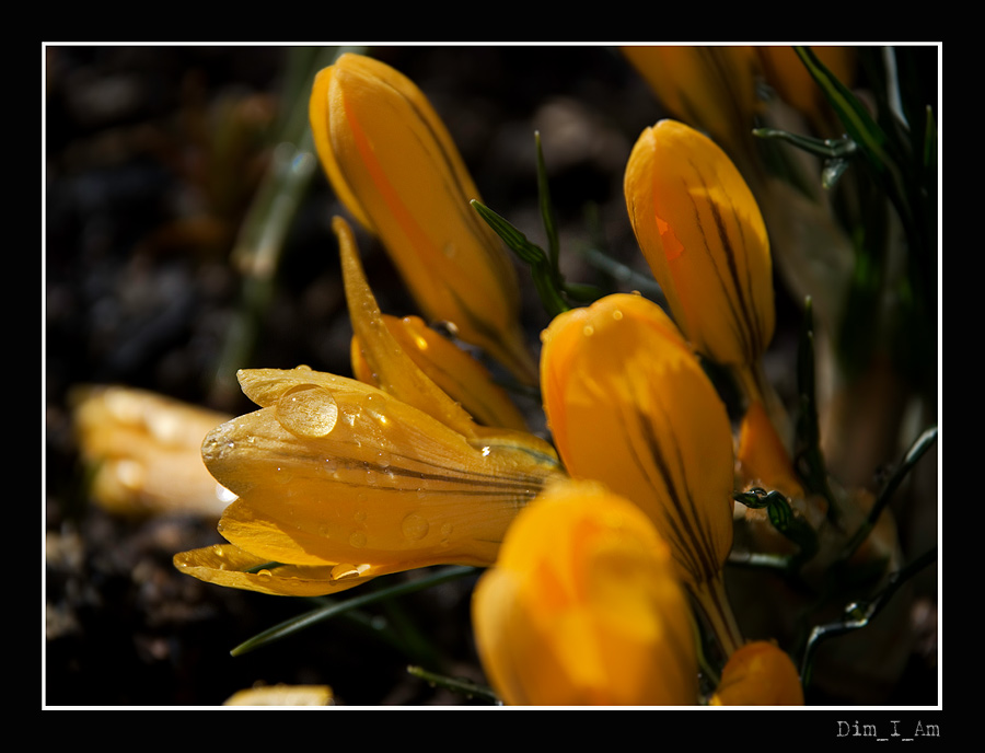 photo "***" tags: nature, flowers