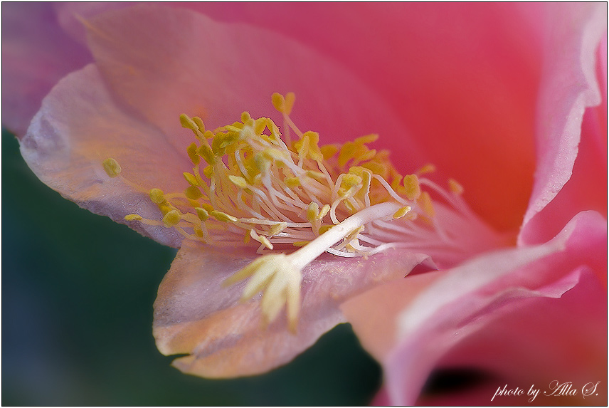 photo "***" tags: nature, macro and close-up, flowers