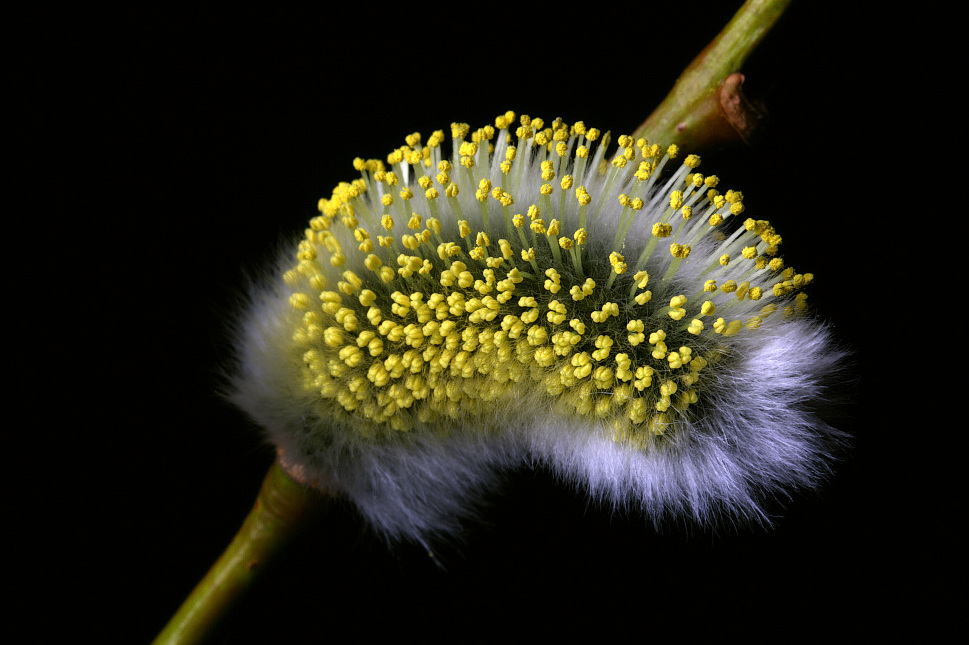 photo "Pollen pure" tags: nature, flowers