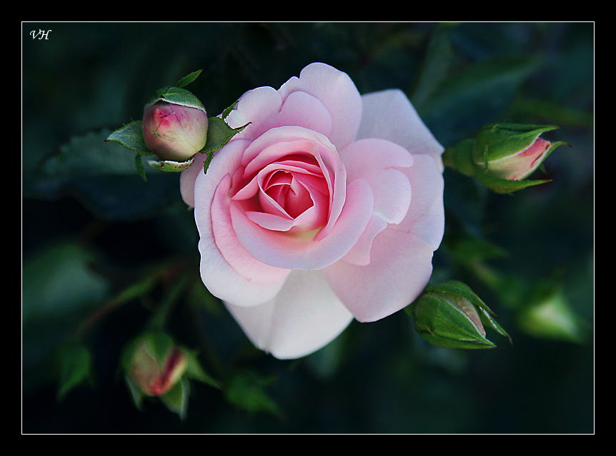 photo "For all our women" tags: nature, flowers
