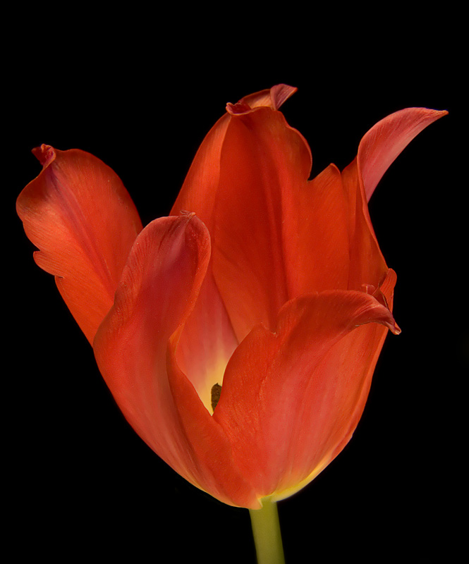 photo "***" tags: nature, macro and close-up, flowers