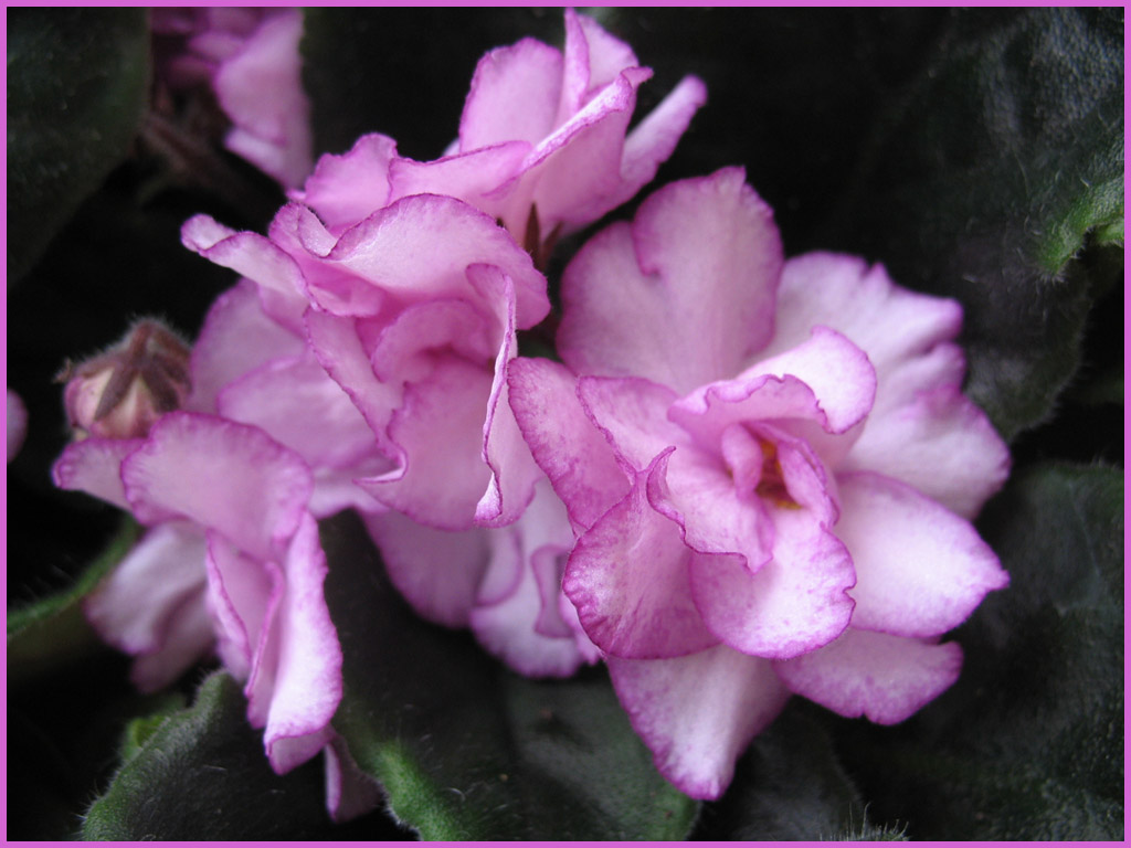 photo "***" tags: nature, macro and close-up, flowers