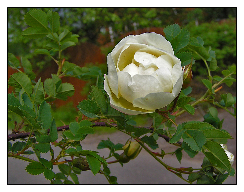 photo "Happy womens day!" tags: nature, flowers