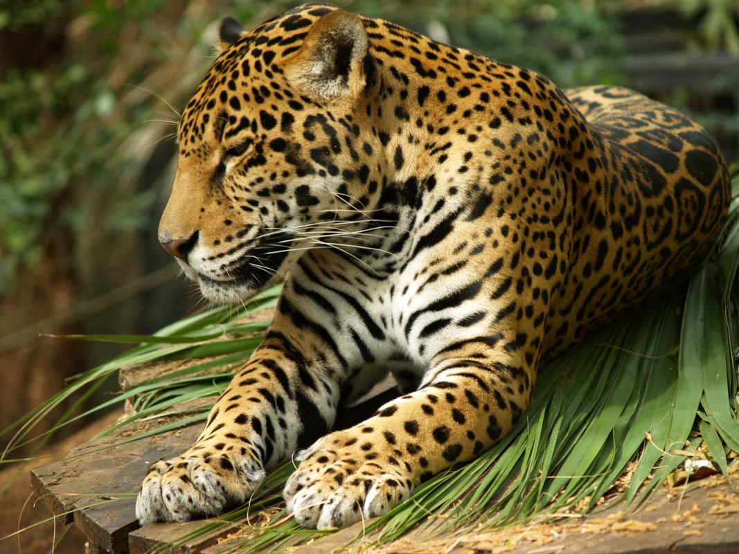 photo "Oh, a Jaguar!" tags: nature, wild animals