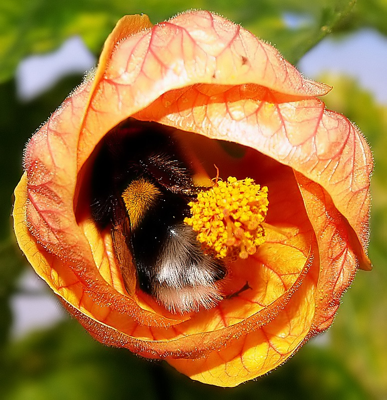 photo "So Sweet..." tags: nature, flowers