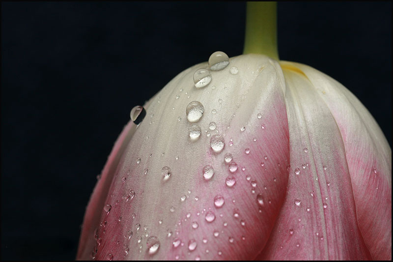 photo "Tulip" tags: nature, macro and close-up, flowers