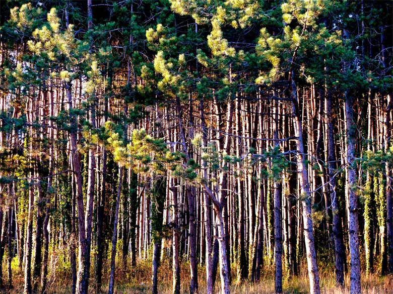 фото "forest" метки: пейзаж, лес