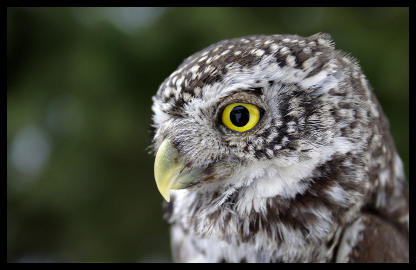 photo "Pygmy Owl" tags: nature, portrait, wild animals