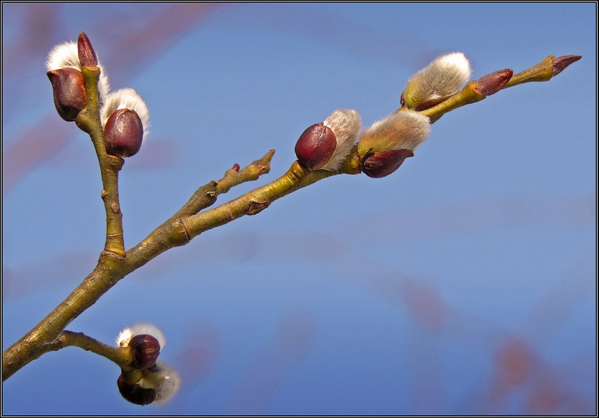 photo "The Spring branch" tags: macro and close-up, nature, flowers