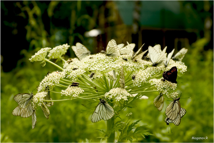 photo "***" tags: nature, flowers, insect