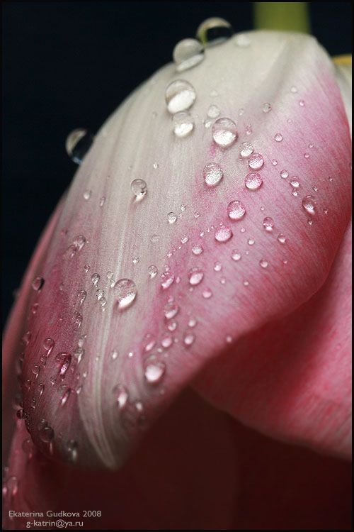 фото "Тюльпан - 3" метки: природа, макро и крупный план, цветы