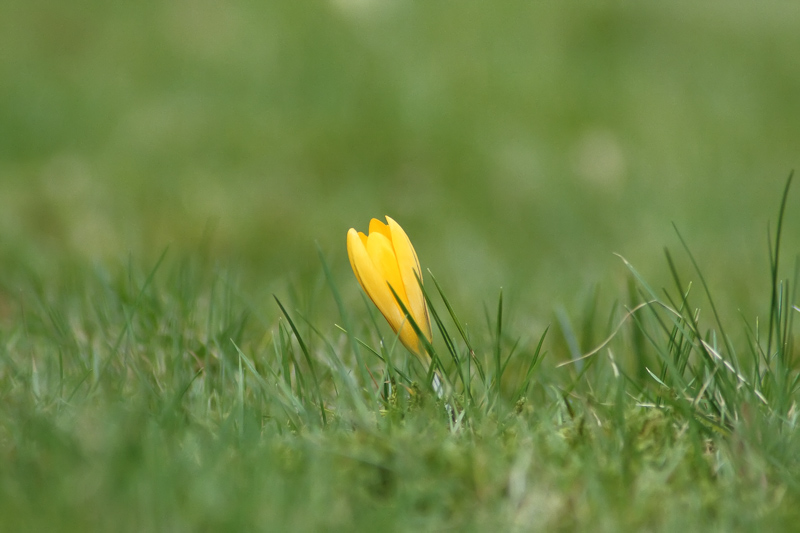 photo "***" tags: nature, flowers