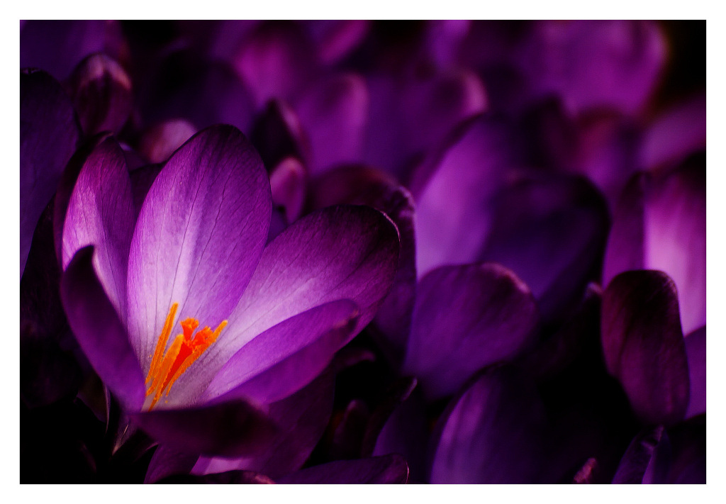 photo "Krokus" tags: nature, flowers