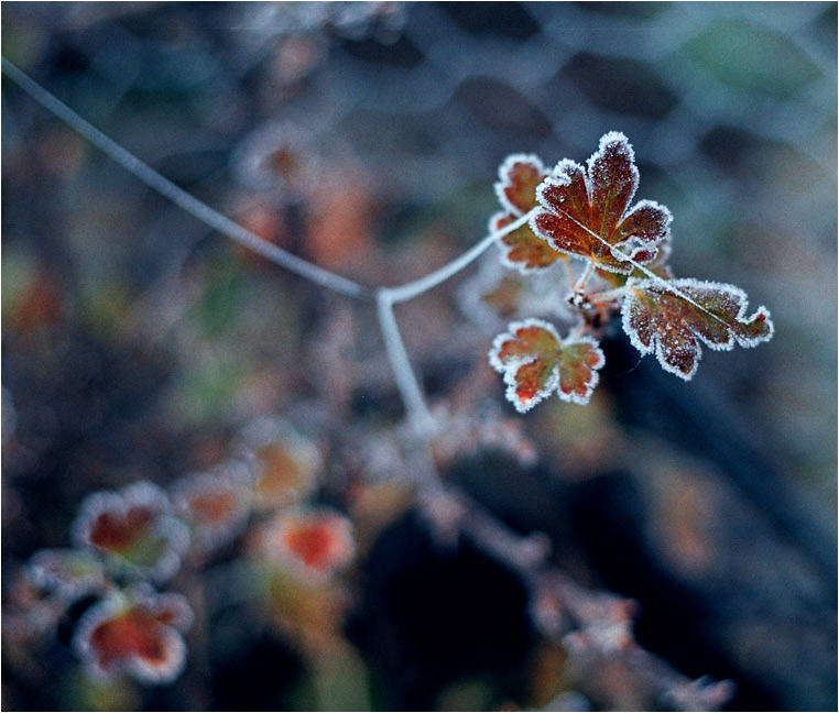 photo ".p.o.e.m.s." tags: nature, flowers