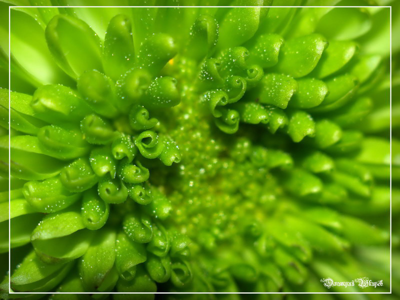 фото "Green" метки: природа, макро и крупный план, цветы