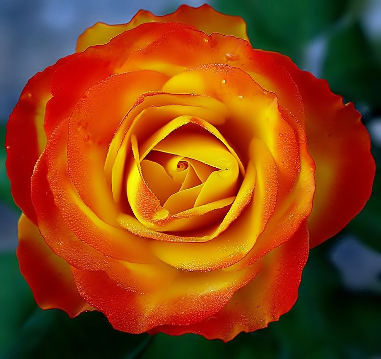 photo "Another Rose..." tags: nature, flowers