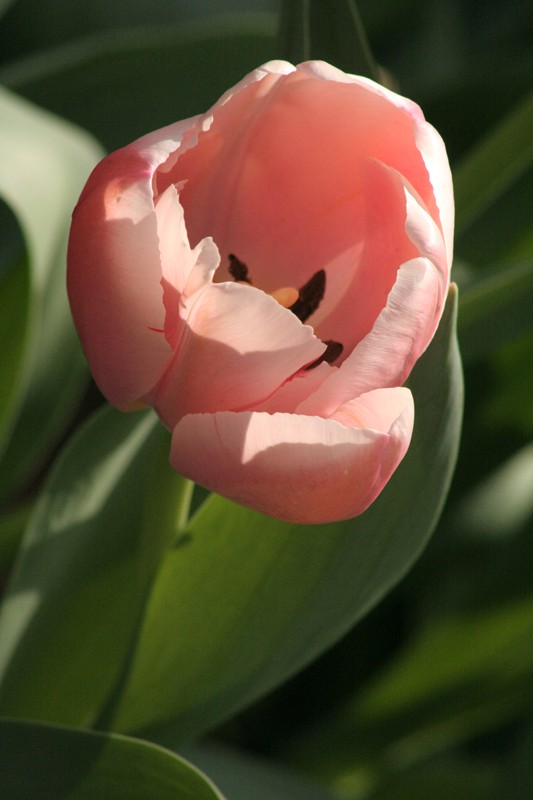 photo "Tulip" tags: nature, flowers