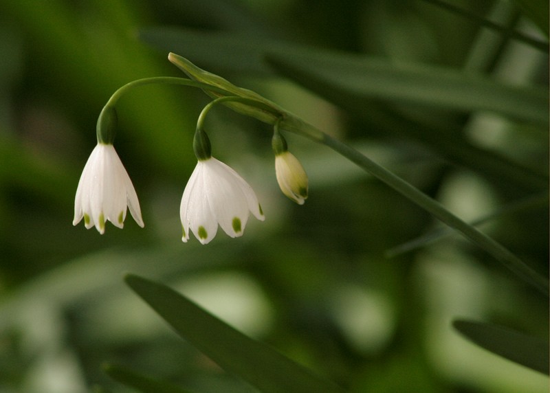 photo "Spring is here" tags: nature, flowers