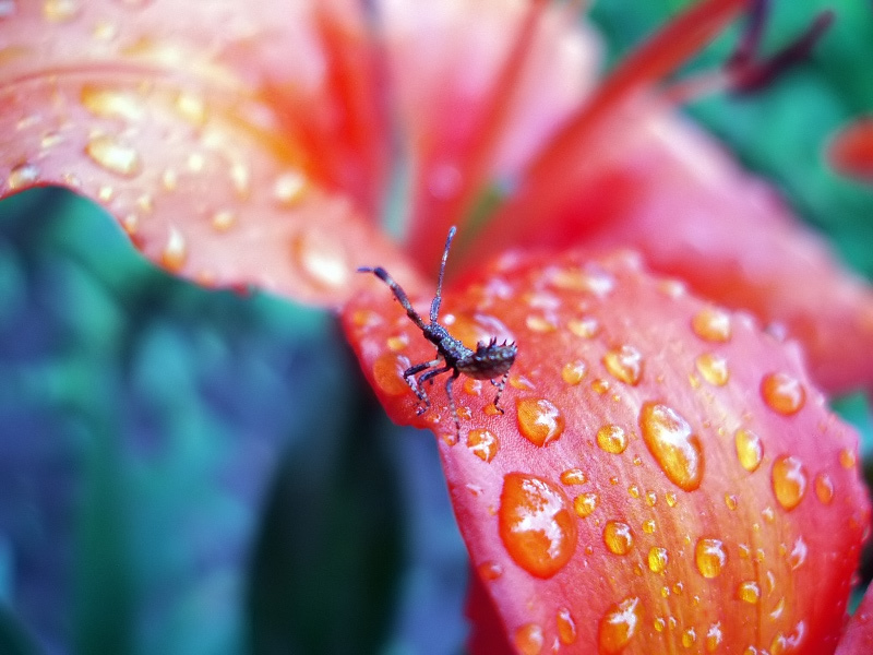 photo "***" tags: nature, macro and close-up, insect