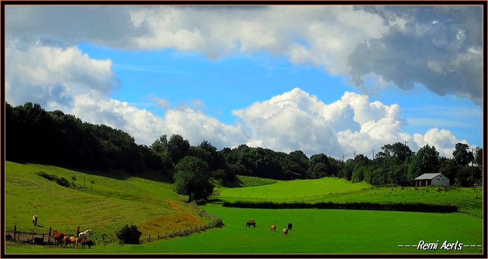 фото "green,green gras of home" метки: пейзаж, природа, весна, цветы