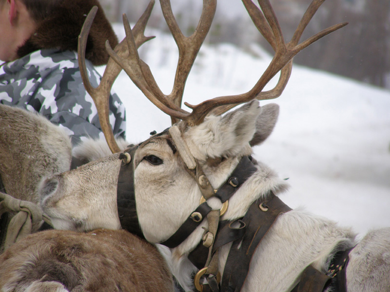 photo "***" tags: nature, pets/farm animals