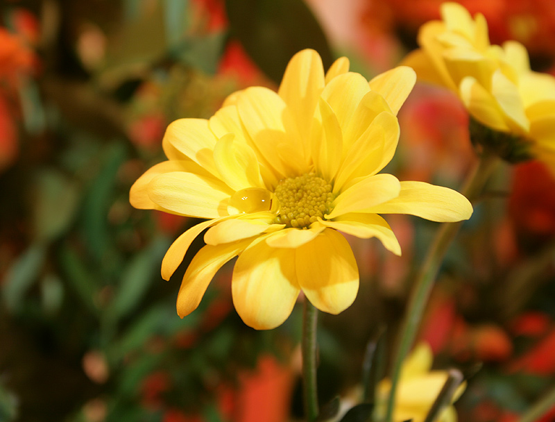 photo "***" tags: nature, flowers