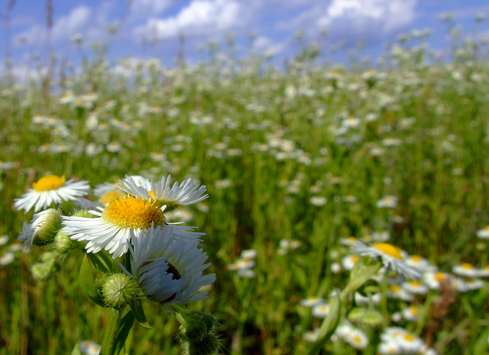 photo "***" tags: nature, flowers