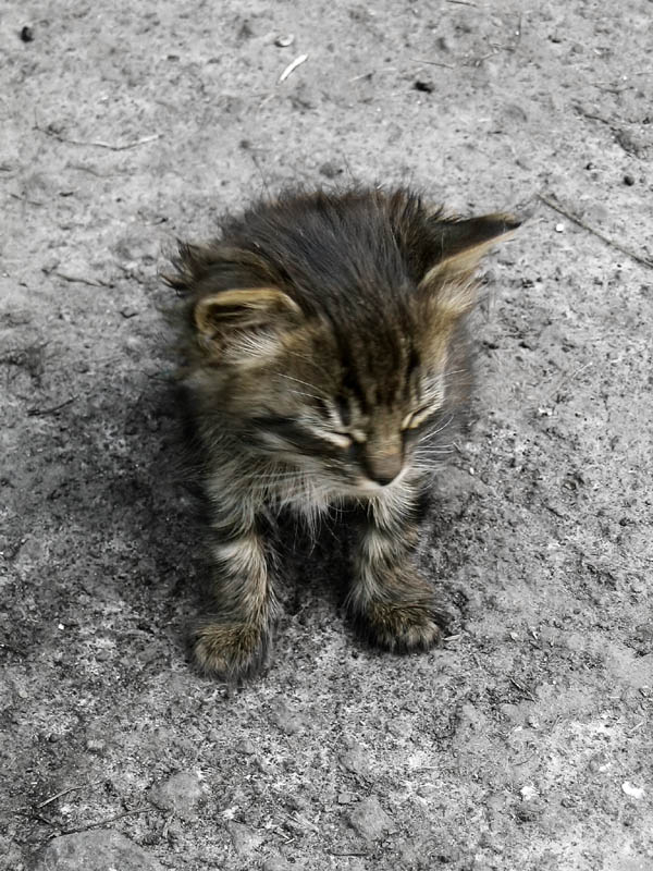 photo "***" tags: nature, pets/farm animals