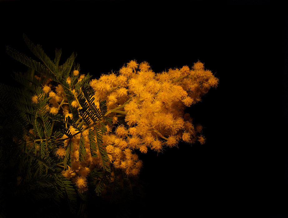 photo "***" tags: nature, flowers