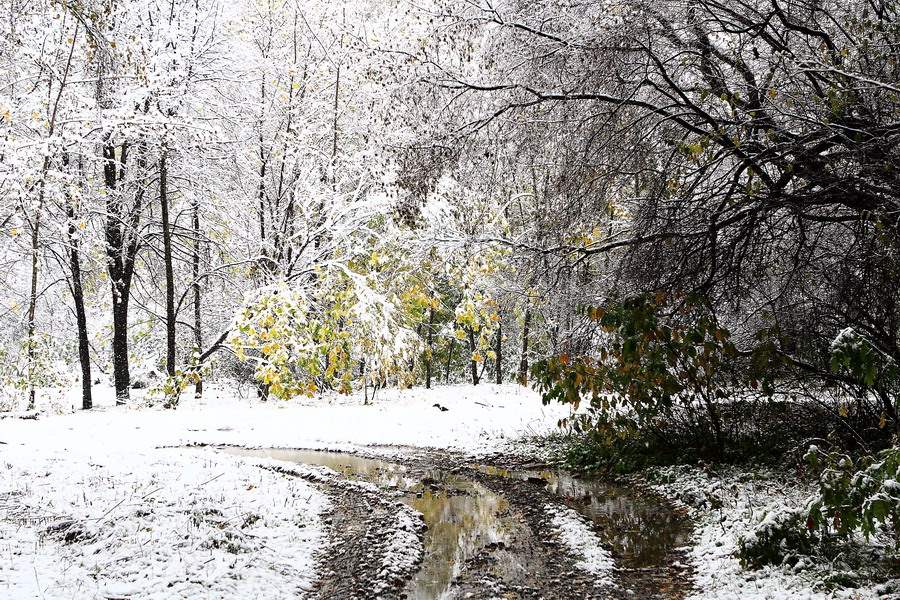 фото "Декабрь" метки: пейзаж, зима, лес