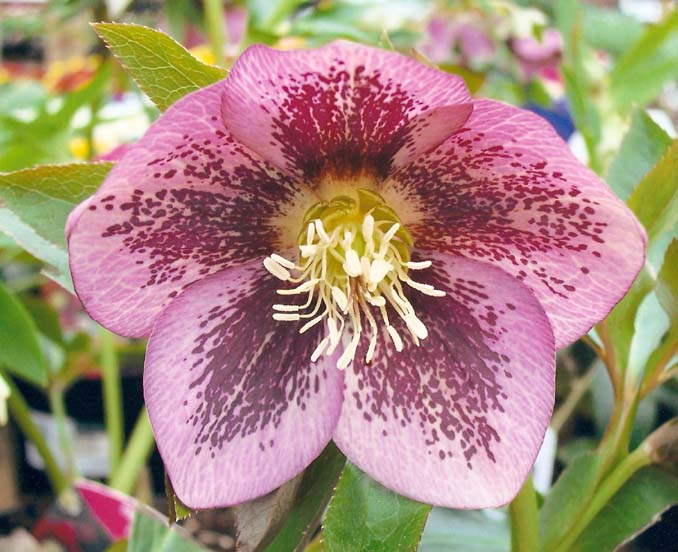 photo "Helleborus( Lenten Rose )" tags: nature, macro and close-up, flowers