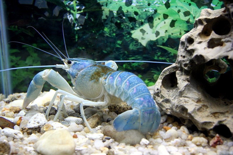 photo "blue" tags: underwater, 