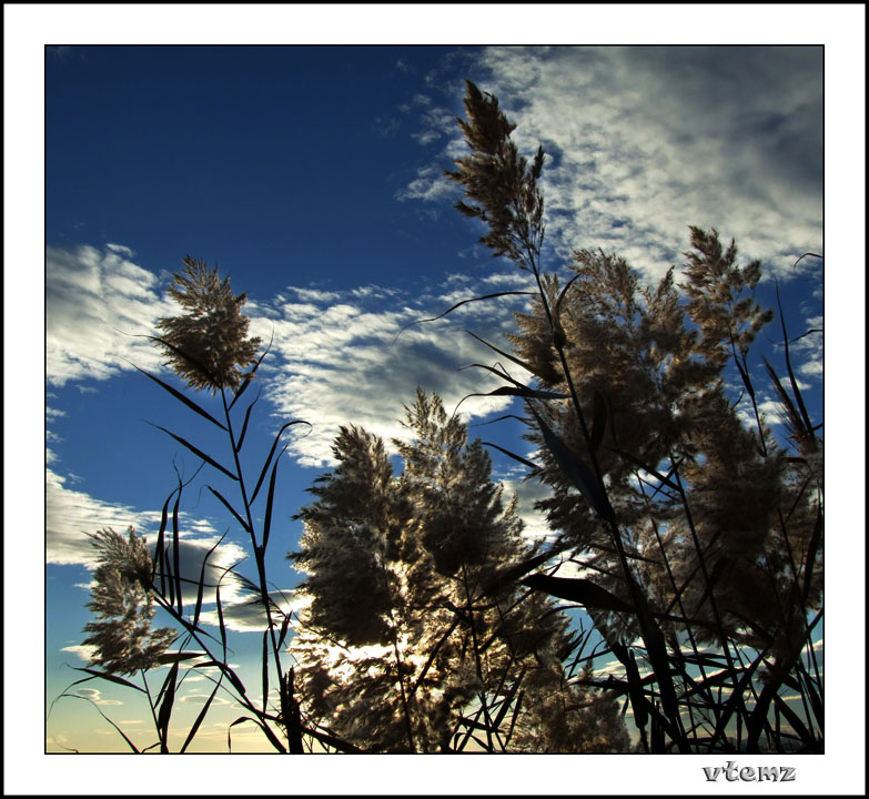 фото "Untitled" метки: природа, цветы