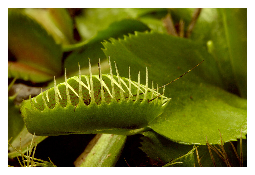 photo "Dionaea" tags: nature, wild animals
