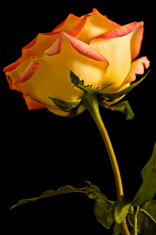 photo "YELLOW ROSE" tags: nature, macro and close-up, flowers