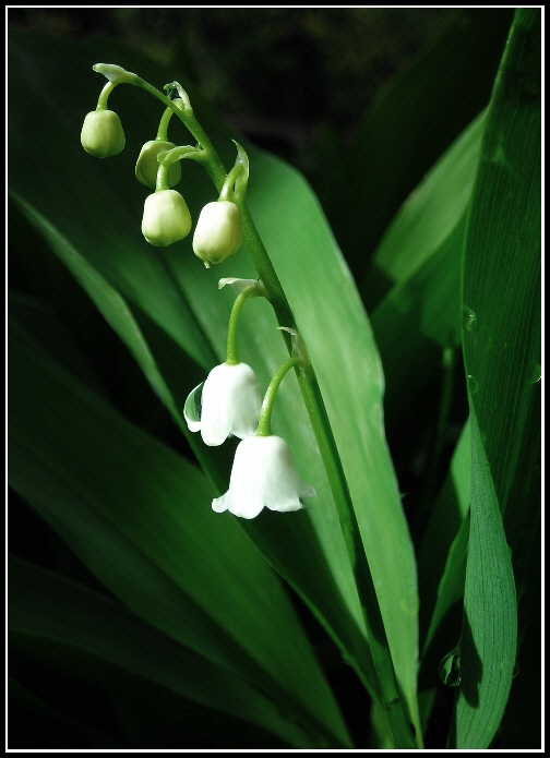 photo "Ms Lilly of the Valley" tags: nature, flowers