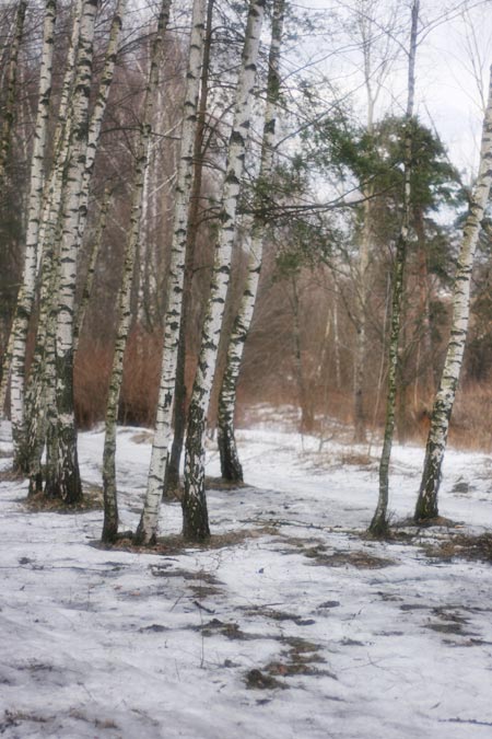 photo "***" tags: landscape, forest, spring