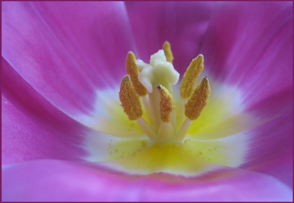 photo "***" tags: nature, macro and close-up, flowers