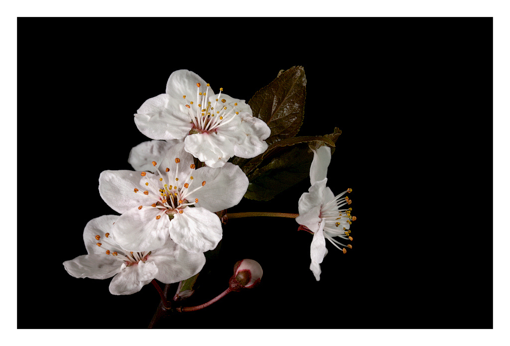 фото "plum" метки: природа, цветы
